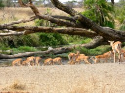 serengeti_21_20160224_1701091431