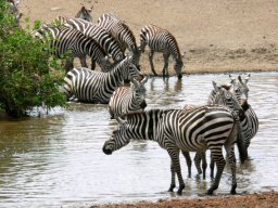 serengeti_22_20160224_1130137322