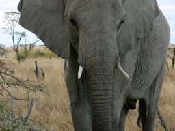 serengeti_24_20160224_1942455245