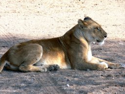 serengeti_26_20160224_1499990767