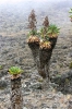 Kilimanjaro 14_11