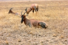 Serengeti_10
