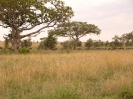 Serengeti_2