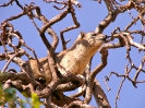 Serengeti_3