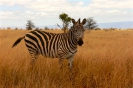 Tarangire_16